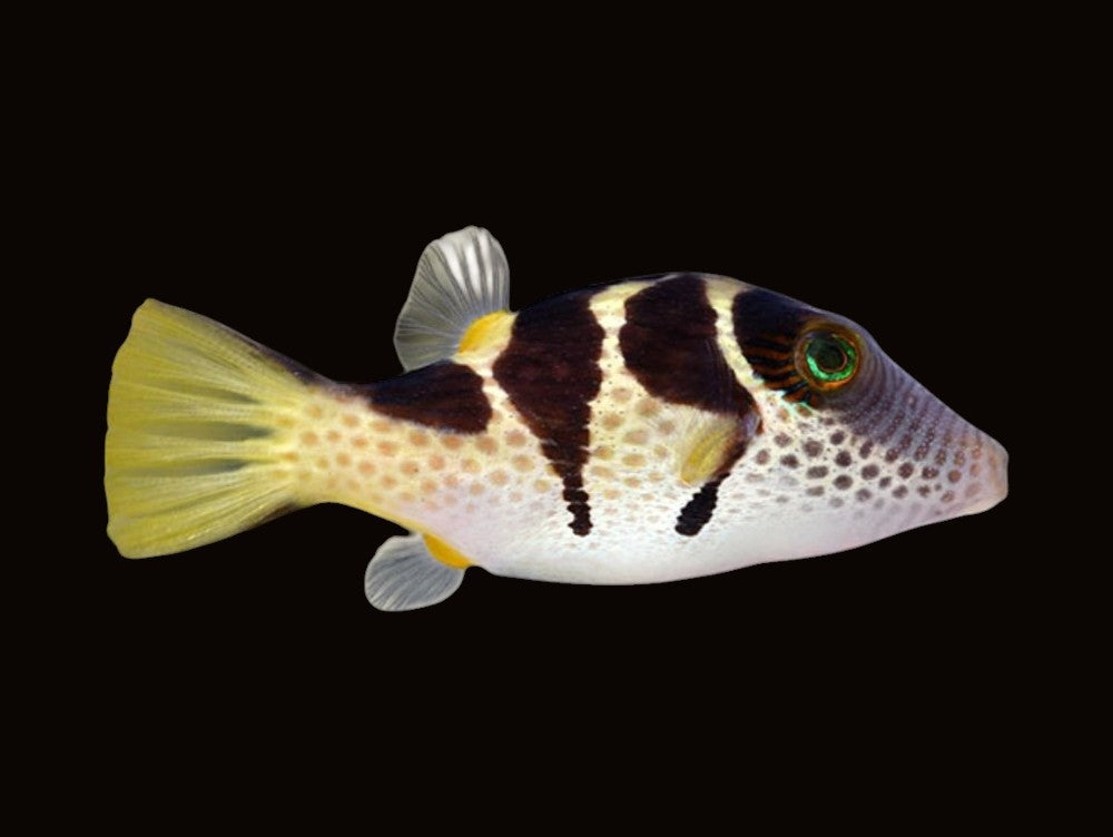 Valentini Pufferfish | Canthigaster valentini
