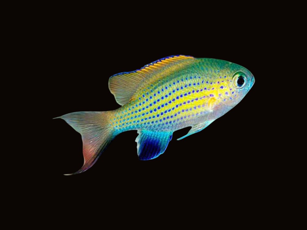 Vanderbilt's Chromis | Chromis vanderbuilti