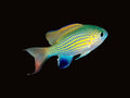 Vanderbilt's Chromis | Chromis vanderbuilti