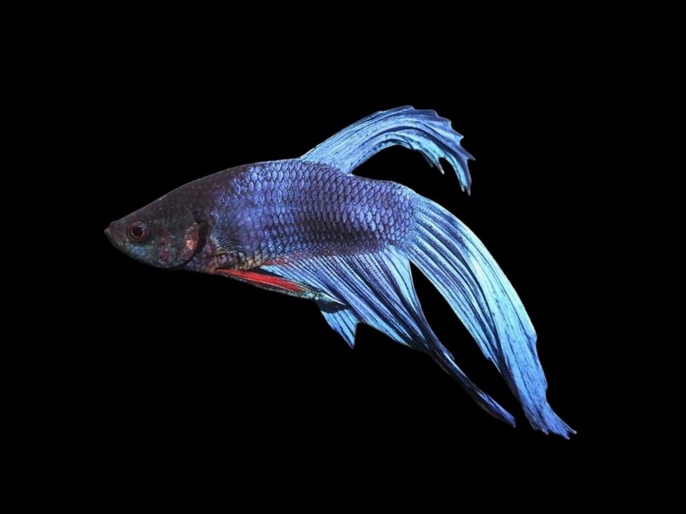 Veil Tail Male