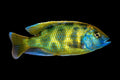 Venustus