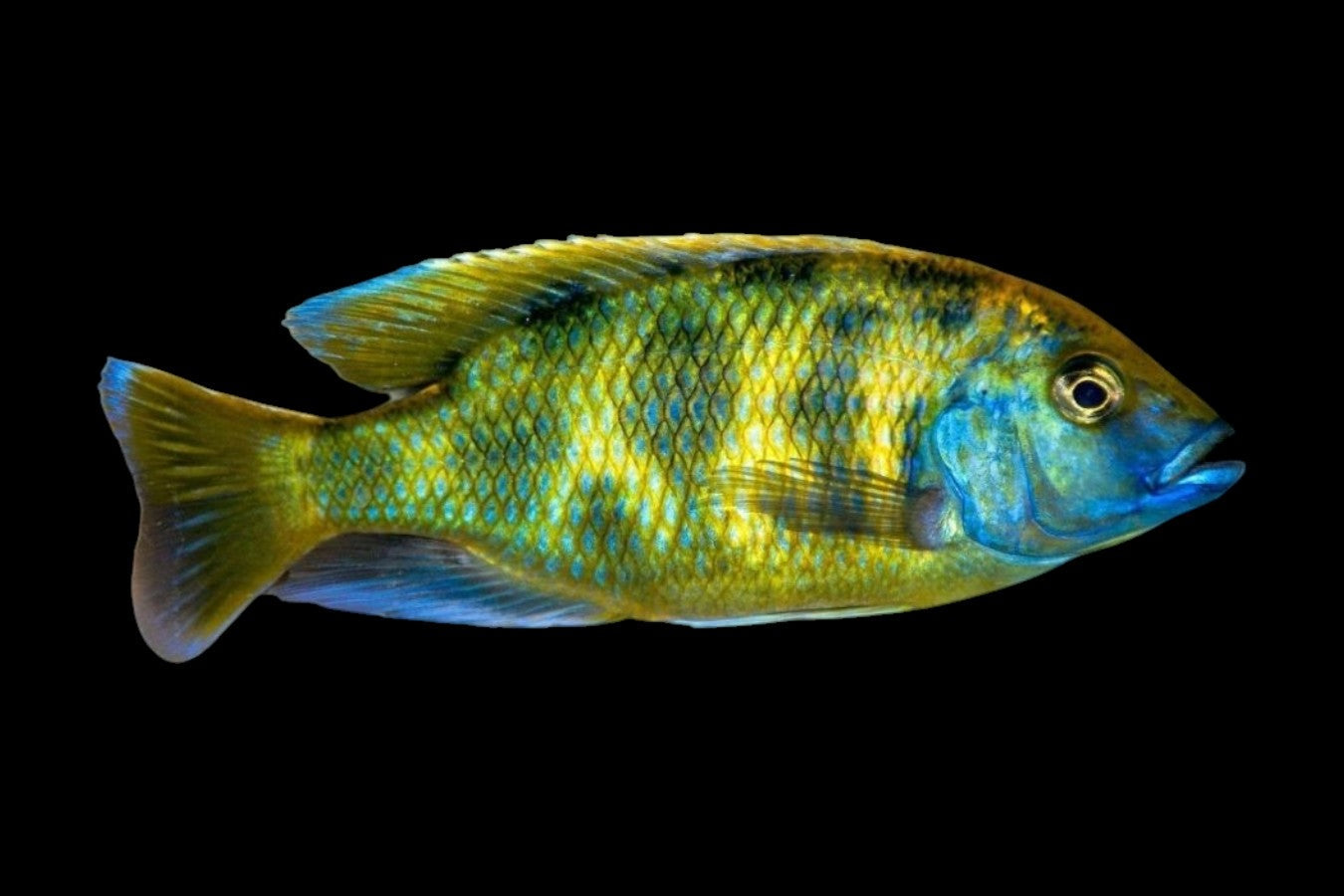Venustus