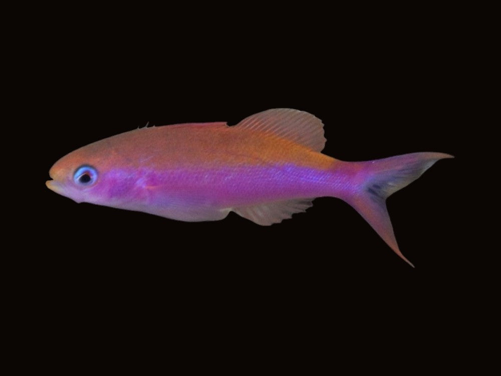 Waitei Anthias | Luzonichthys waitei