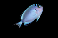 Watanabei Angelfish Female | Genicanthus watanabei