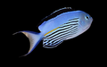 Watanabei Angelfish Male | Genicanthus watanabei