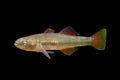 Western Carp Gudgeon