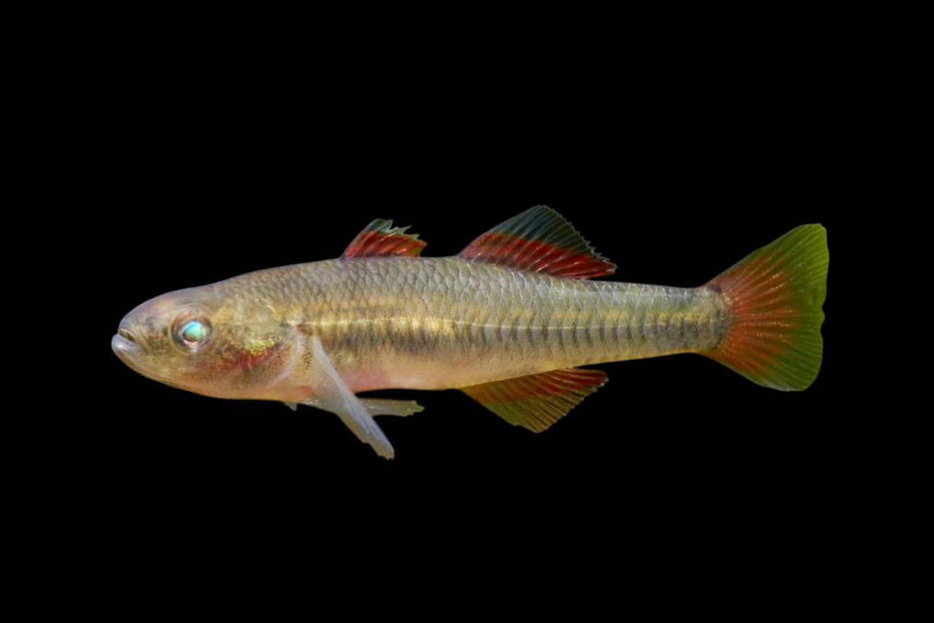 Western Carp Gudgeon