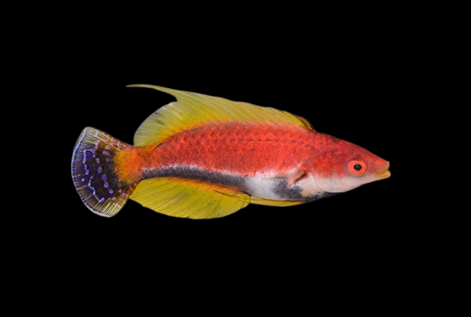Whip Fin Fairy Wrasse | Cirrhilabrus filamentosus