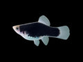 White Black Platy
