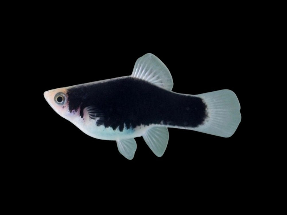 White Black Platy