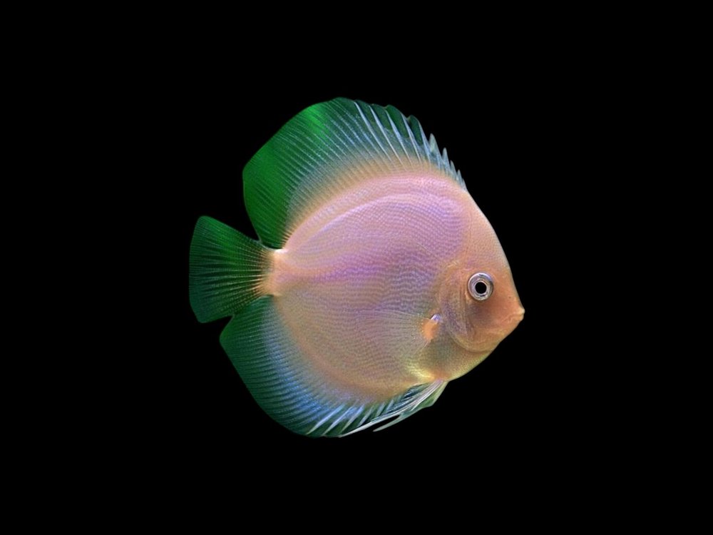 White Diamond Discus