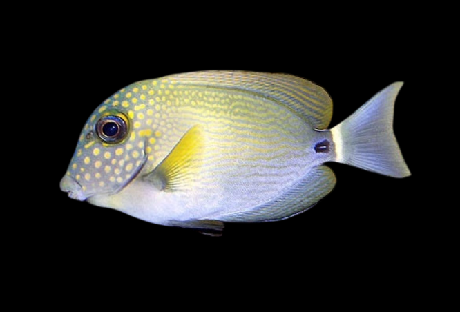 White Freckled Surgeon | Acanthurus maculiceps
