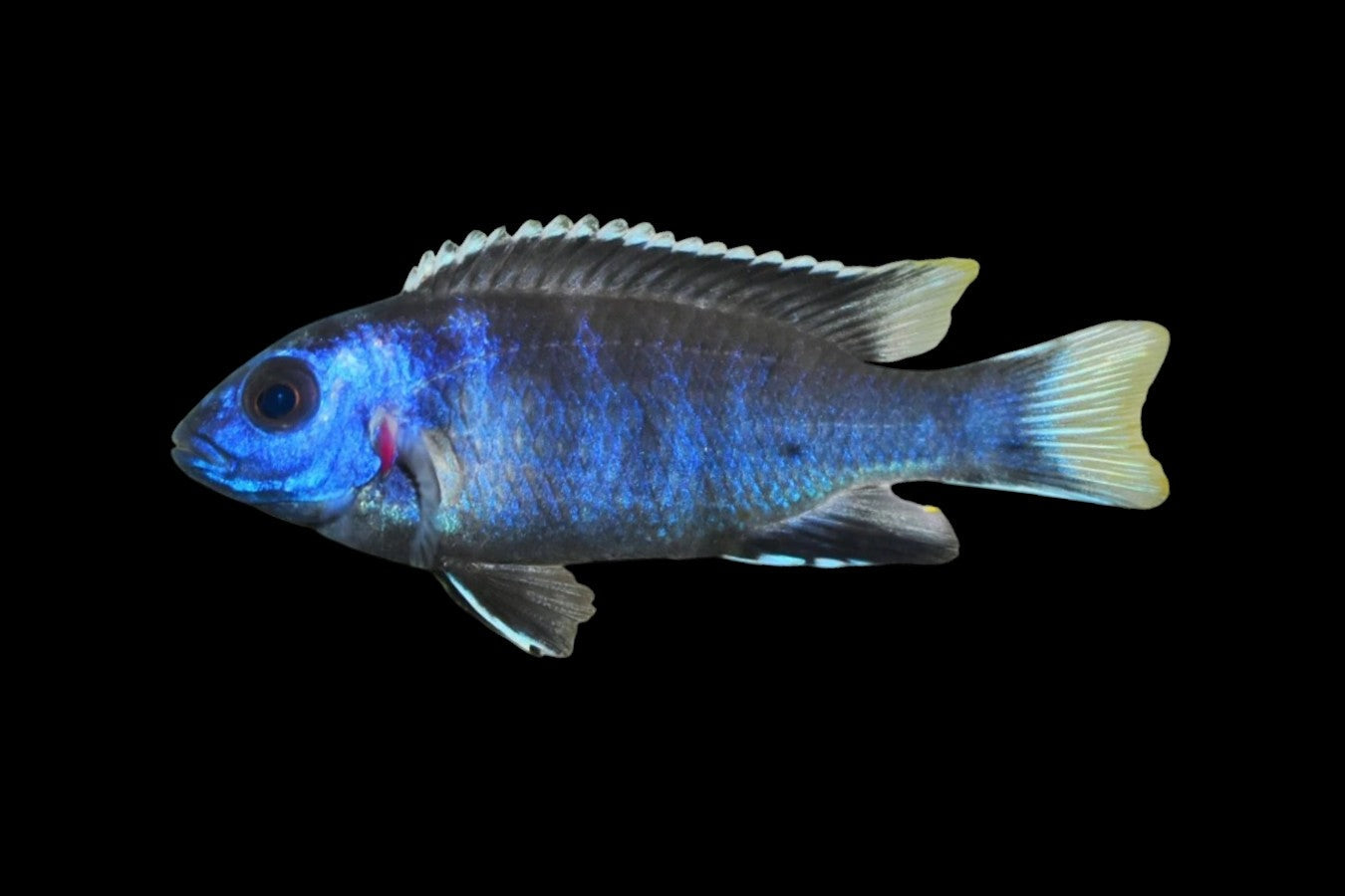 White Tail Acei