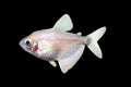 White Widow Tetra
