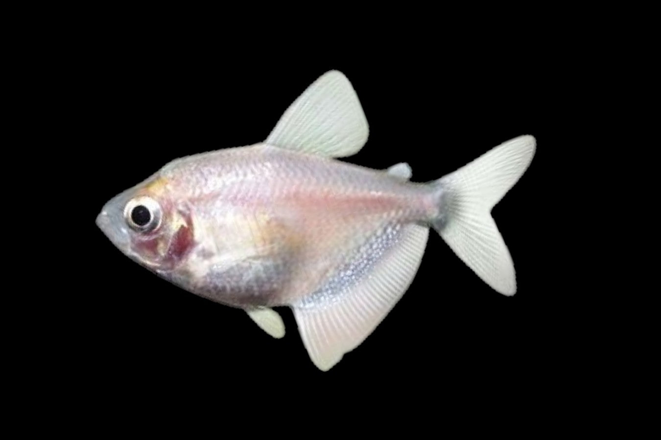 White Widow Tetra