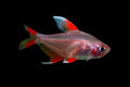 White Fin Ornate Tetra