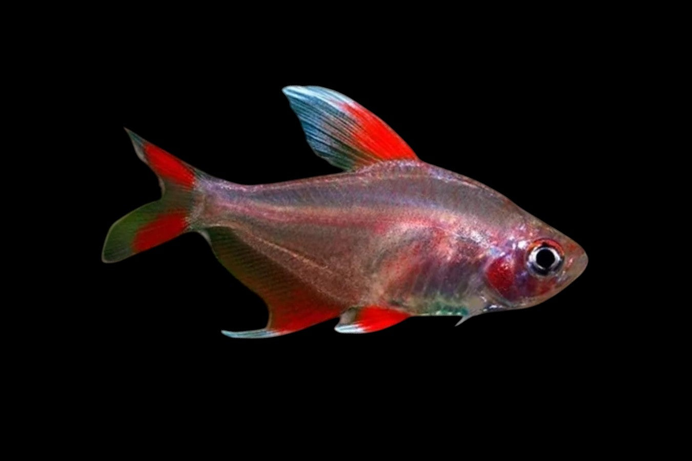 White Fin Ornate Tetra
