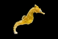 White's Seahorse | Hippocampus whitei