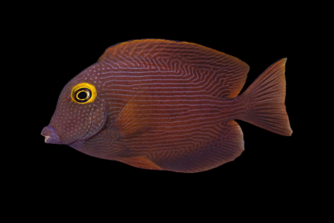 Yellow Eye Bristletooth Tang | Ctenochaetus strigosus