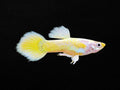 Yellow Guppy Female