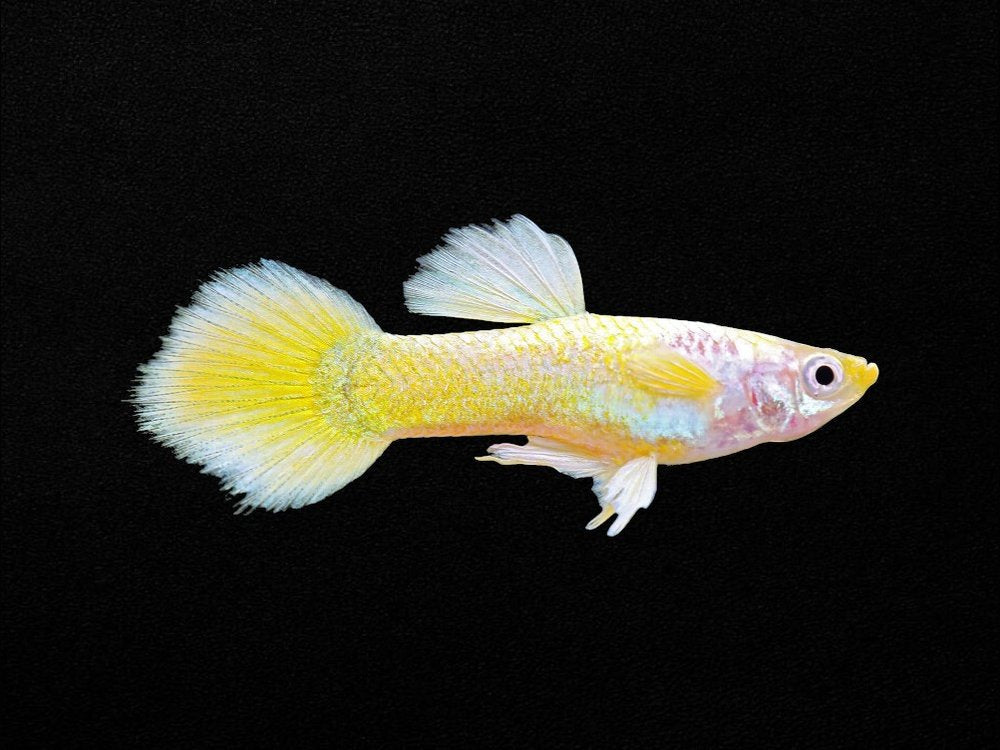 Yellow Guppy Female