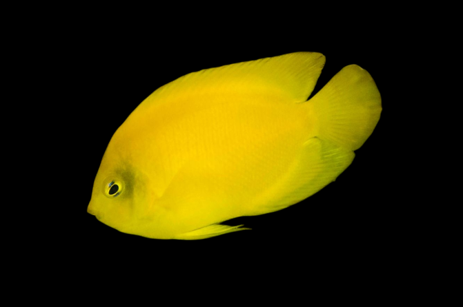 Herald's Angelfish | Centropyge heraldi