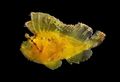 Yellow Leaf Scorpionfish | Taenianotus triacanthus