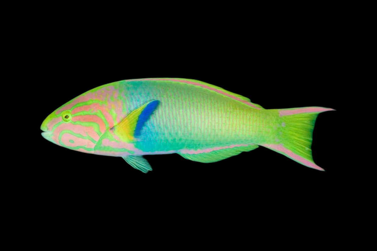 Yellow Lunar Wrasse | Thalassoma lutescens