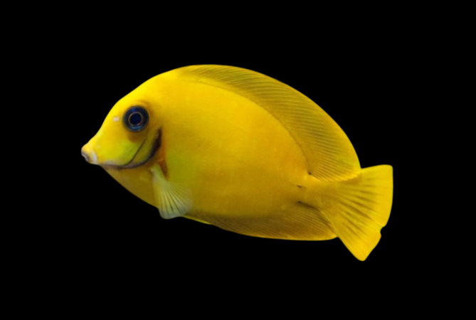 Yellow Mimic Tang | Acanthurus pyroferus