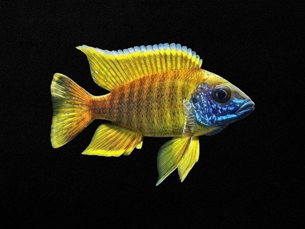 Yellow Peacock
