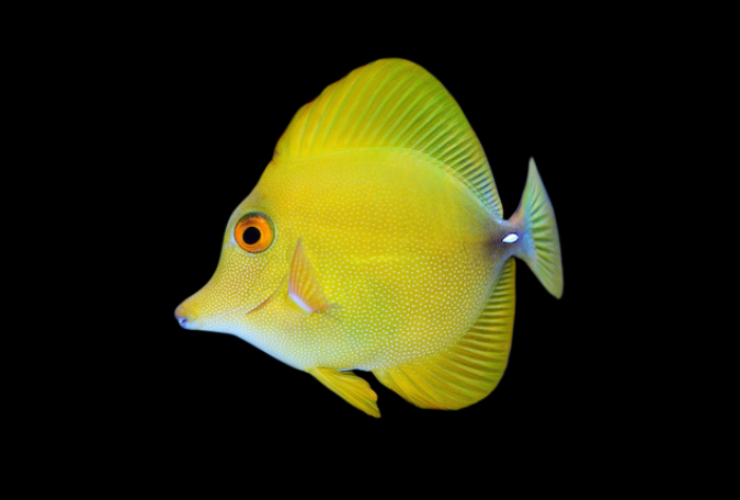 Scopas Tang | Zebrasoma scopas