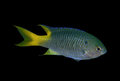 Yellowtail Demoiselle | Neopomacentrus azysron