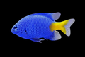 Yellowtail Damselfish | Chrysiptera parasema