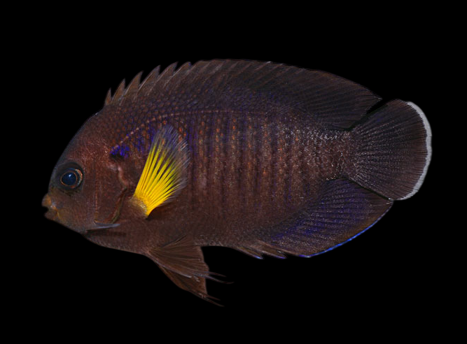 Yellowfin Dwarf Angelfish | Centropyge flavipectoralis