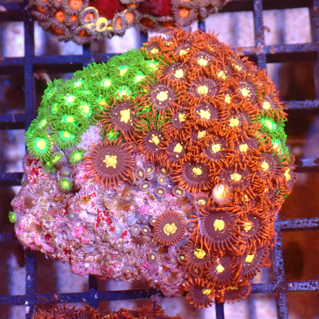 Wild Zoanthids AA002 | Zoanthus sp. - Red Sea 15K