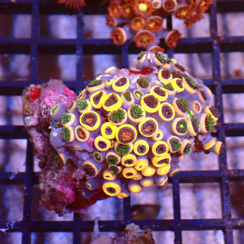 Wild Zoanthids AA005 | Zoanthus sp. - Red Sea 15K
