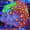 Wild Zoanthids AA002 | Zoanthus sp. - Red Sea 20K LED