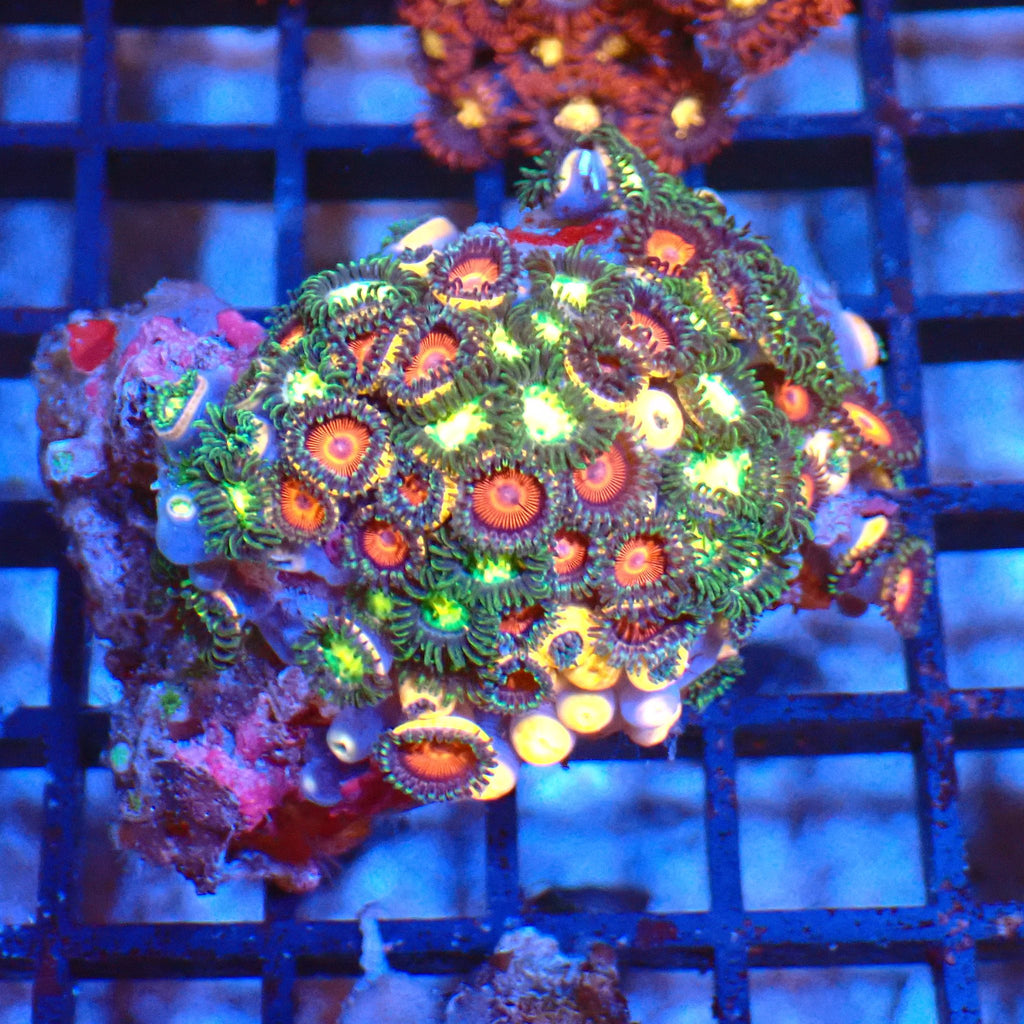 Wild Zoanthids AA005 | Zoanthus sp. - Red Sea 20K LED