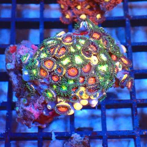 Wild Zoanthids AA005 | Zoanthus sp. - Red Sea 20K LED