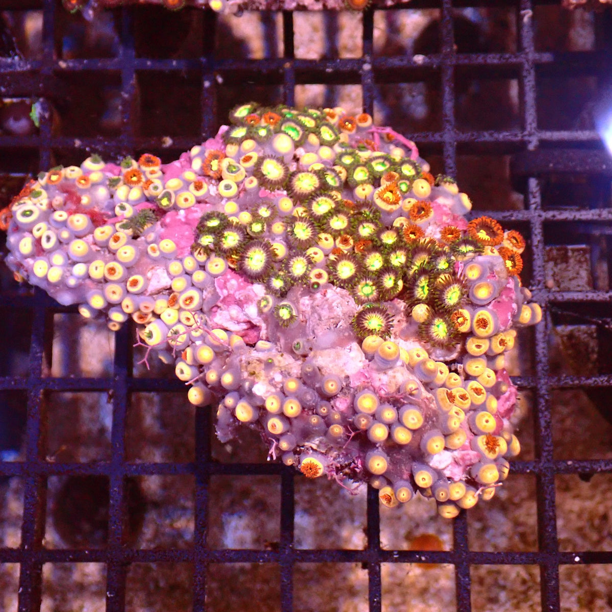 Wild Zoanthids AA001 | Zoanthus sp.