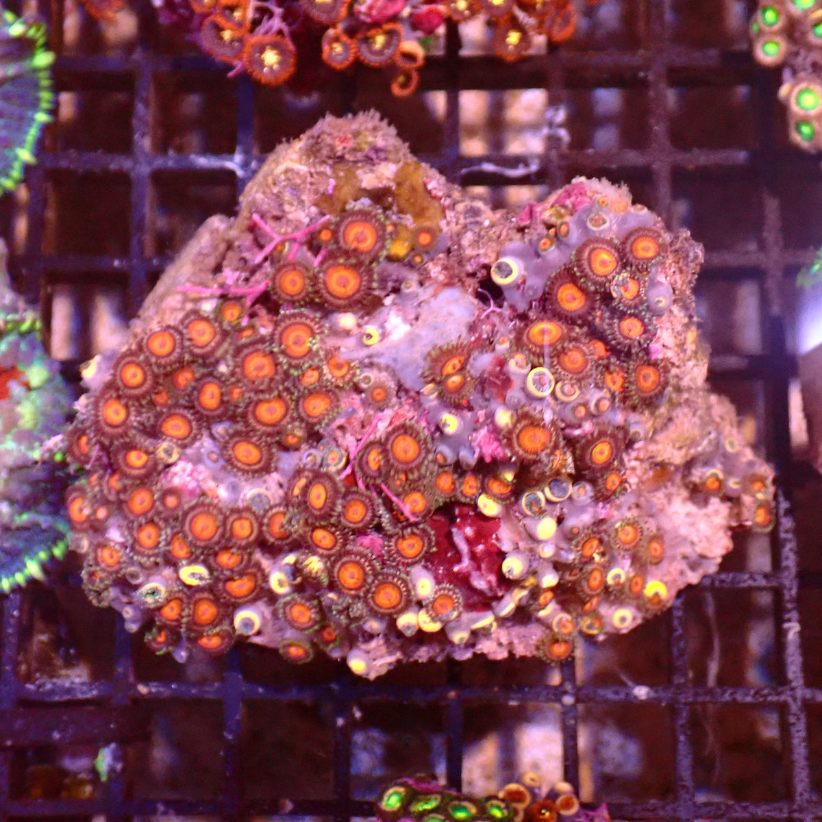 Wild Zoanthids AA002 | Zoanthus sp.