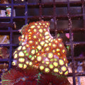 Wild Zoanthids AA004 | Zoanthus sp.