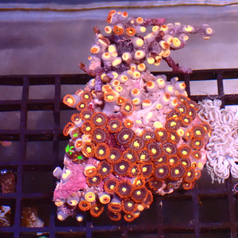 Wild Zoanthids AA005 | Zoanthus sp.