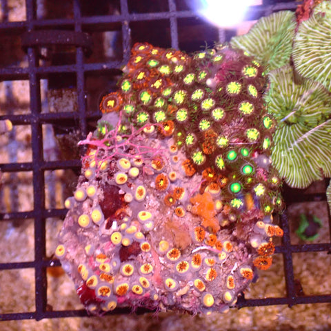 Wild Zoanthids AA006 | Zoanthus sp.
