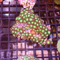 Wild Zoanthids AA009 | Zoanthus sp.