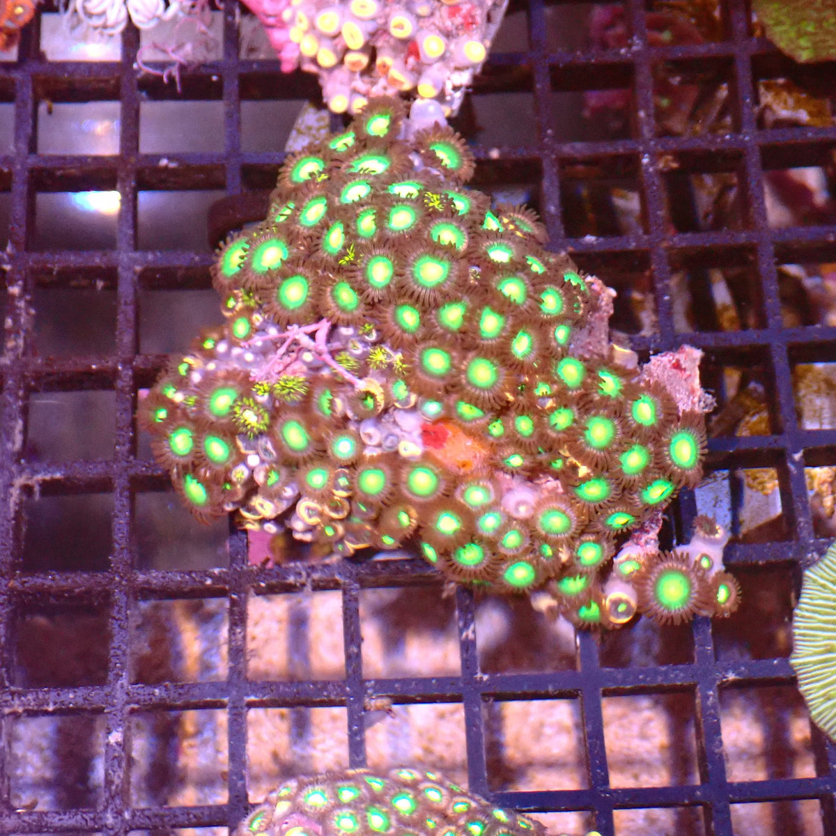 Wild Zoanthids AA009 | Zoanthus sp.