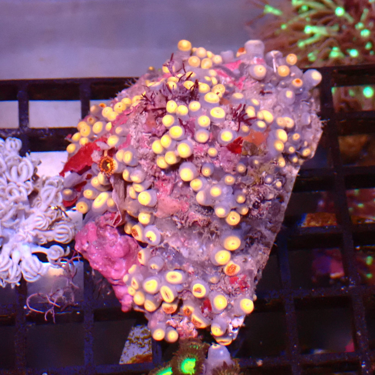 Wild Zoanthids AA010 | Zoanthus sp.