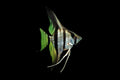 Zebra Angelfish