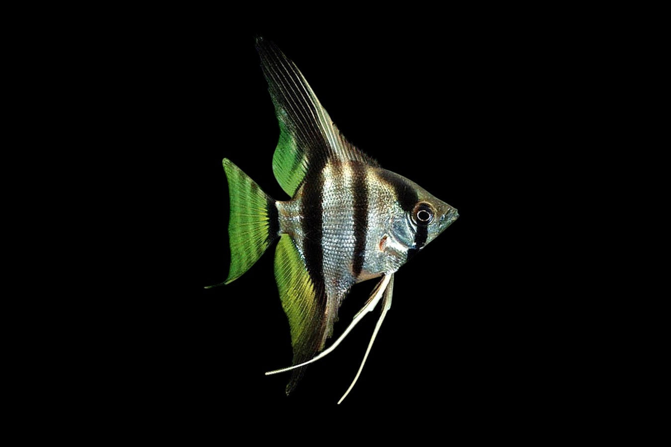 Zebra Angelfish