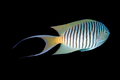 Red Sea Swallowtail Angelfish Male | Genicanthus caudovittatus